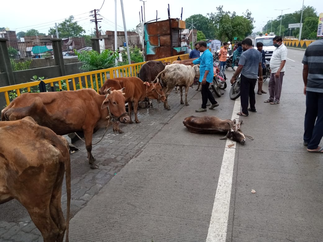 Cows protected from cow smugglers | Source: Twitter