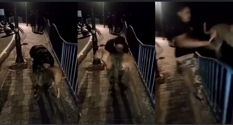 Horrifying !! Salman Khan throws a Dog into the Lake in Bhopal